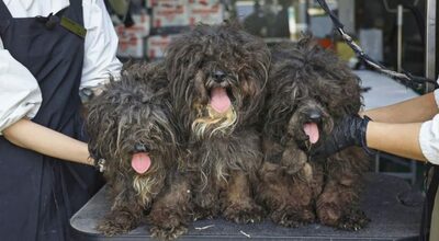 「遺棄動物に関心を」美容・救助を手伝う韓国の愛犬YouTuberが話題に