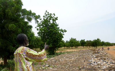 砂漠化防止の「緑の壁」、完全消滅の危機 ニジェール