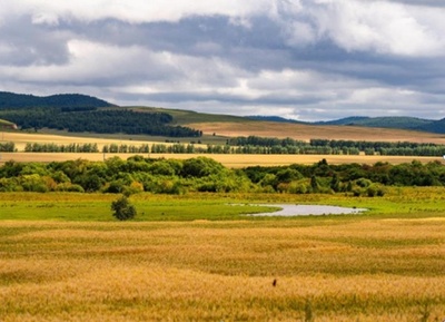 中国の科学者 小麦の病害抵抗性と早熟性の「二重効果スイッチ」を発見