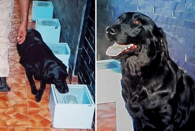 韓国でがん探知犬「マリーン」のクローン犬、誕生