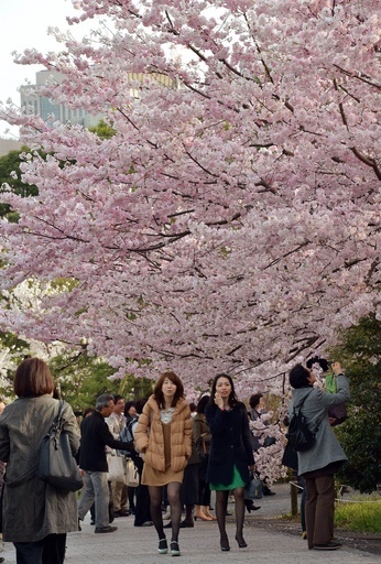 都心で桜が満開に、史上2番目の早さ