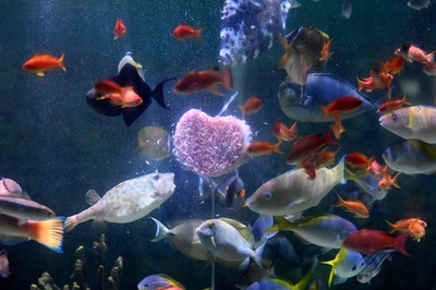 Valentine gift for fish at Yokohama aquarium