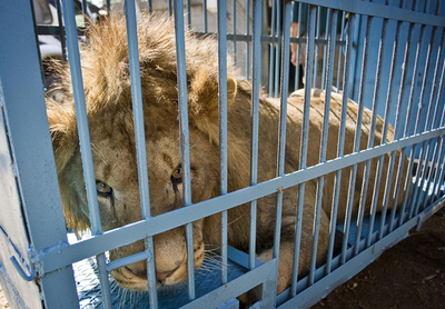 パレスチナ唯一の動物園、イスラエルのサファリパークからライオンを贈られる