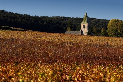 15年でワイン7000本窃盗、男を逮捕 仏ブルゴーニュ