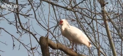 トキ7羽が新居へ、来春に放鳥 中国陝西省