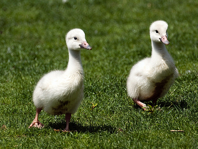 希少種ナキハクチョウのヒナ、元気に育つ