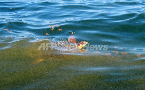 メキシコ湾原油流出 動物たちにも被害広がる 写真10枚 ファッション ニュースならmode Press Powered By Afpbb News