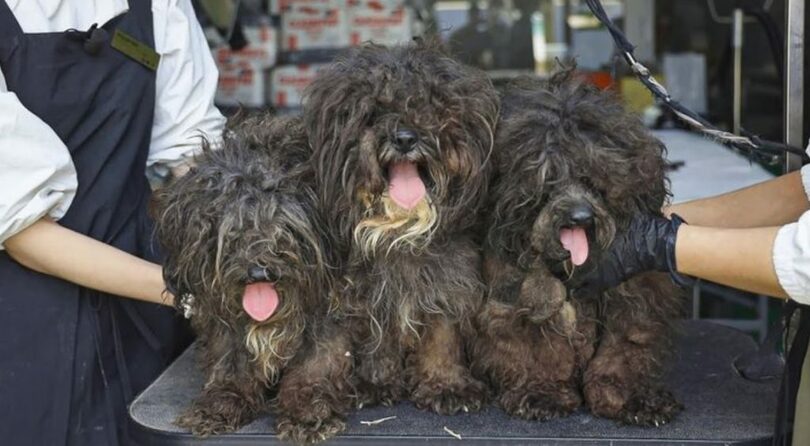 ユーチューブキャプチャー(c)NEWSIS