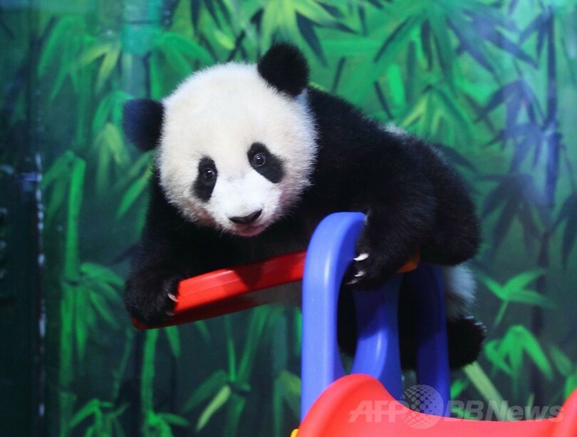 遊び盛りの子パンダ「ロンロン」、中国・広州