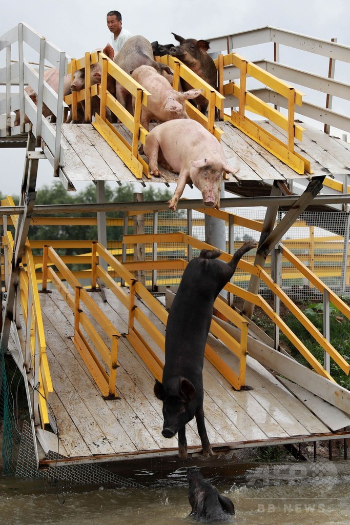 肉質が良くなる？ブタが池にドボン 中国・瀋陽