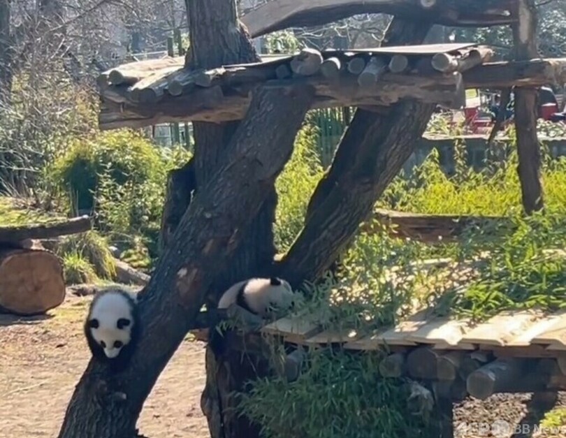 パンダの双子赤ちゃんが屋外デビュー ベルリン動物園