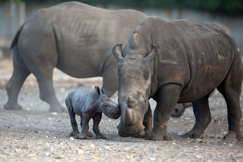甘えん坊のシロサイの赤ちゃん、イスラエル
