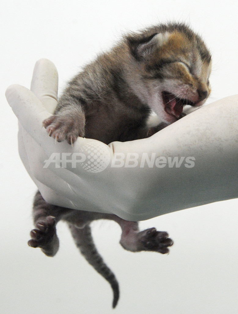 手のひらにのるほど小さいマーゲイの赤ちゃん コロンビア 写真8枚 国際ニュース Afpbb News