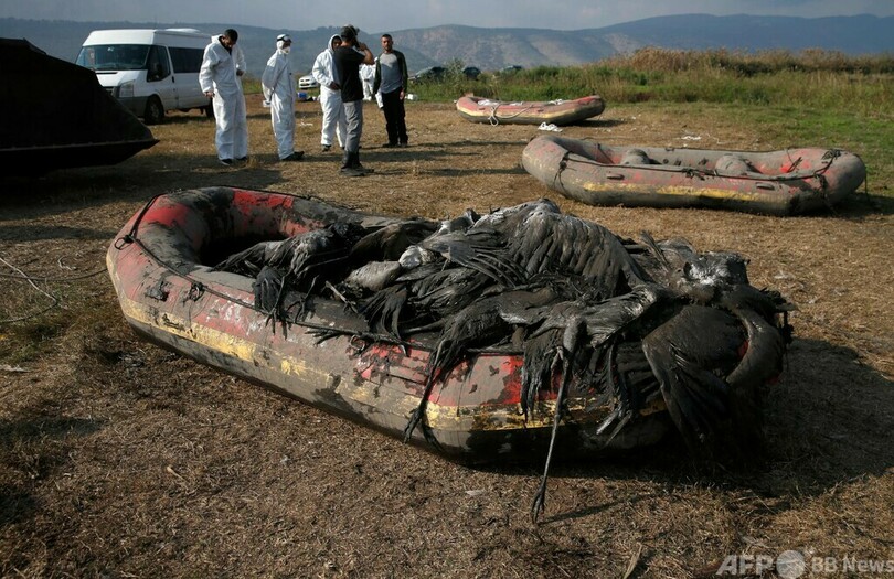鳥インフル流行、ツル大量死 イスラエル