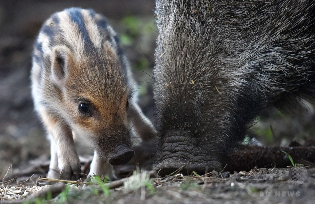 かわいいイノシシの赤ちゃん、ドイツ東部 写真3枚 国際ニュース：AFPBB News