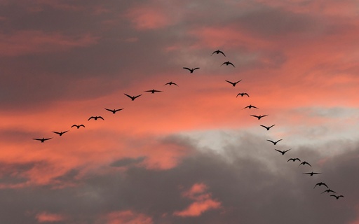 夕焼け空を飛ぶ渡り鳥、ドイツ 写真10枚 国際ニュース：AFPBB News
