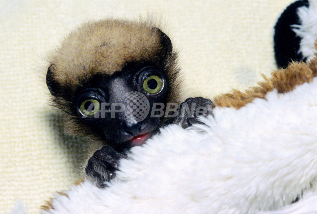 希少種キツネザルがパリ動物園で誕生 写真2枚 国際ニュース:AFPBB News