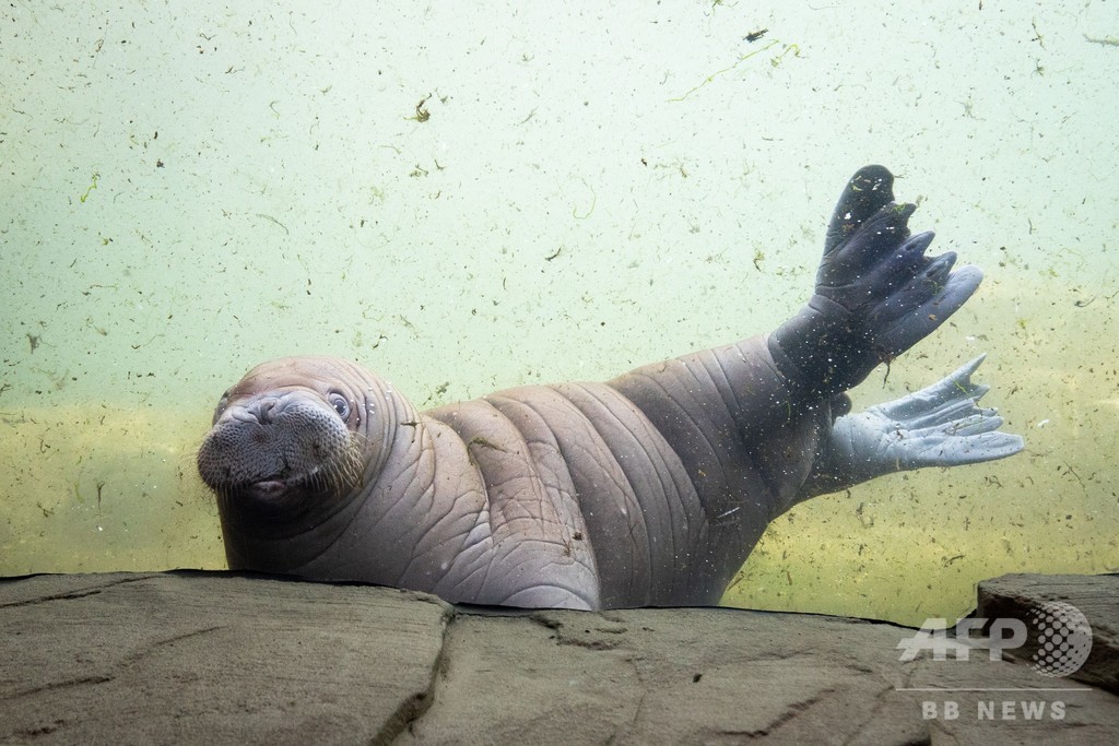 赤ちゃんだけど泳ぎは得意 独動物園のセイウチ 写真6枚 国際ニュース Afpbb News