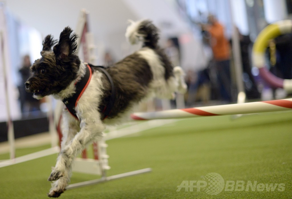 シンクロナイズド犬？米NYで老舗ケンネルクラブが初大会アピール