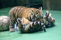 チェコ東部オロモウツの動物園でお披露目された双子のシベリアトラの子ども（2015年6月30日撮影）。(c)AFP/RADEK MICA