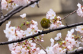 16日に桜の開花宣言が出された東京都心で春分の日の20日、多くの人々が街に出て満開に近づく桜を眺めた（2013年3月20日撮影）。(c)AFP/Yoshikazu TSUNO