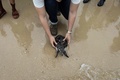 タイのサッタヒープにあるタイ海軍のウミガメ保護センターで、ウミガメを海に放つ男性（2017年7月26日撮影）。(c)AFP/LILLIAN SUWANRUMPHA