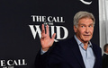 米カリフォルニア州ロサンゼルスで主演作のプレミア上映会に出席する米俳優のハリソン・フォード（2020年2月13日撮影）。(c)Frederic J. BROWN / AFP