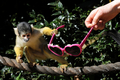 ロンドン動物園（ZSL London Zoo）で、サングラスに興味津々のボリビアリスザル（2011年4月7日撮影）。(c)AFP/BEN STANSALL