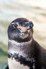 ガラパゴスペンギン。ガラパゴス諸島イサベラ島で。チャールズ・ダーウィン財団提供（2018年10月26日撮影、2020年1月8日提供）。(c)AFP PHOTO /CHARLES DARWIN FOUNDATION