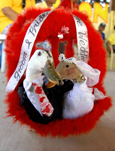 フィリピン、渡り鳥のふるさとで｢鳥の祭典｣