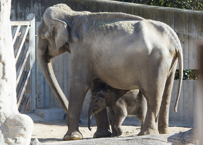 ゾウに鼻でたたかれ飼育員死亡 スペイン動物園