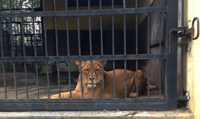 インドネシア「死の動物園」でライオンが首つり