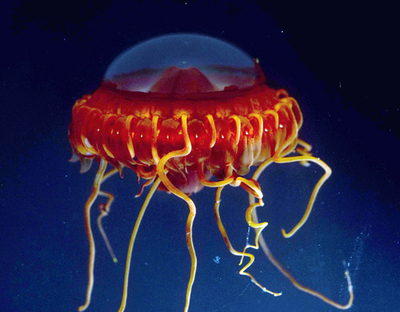 フィリピン南のセレベス海で海洋調査、多様な海洋生物を確認