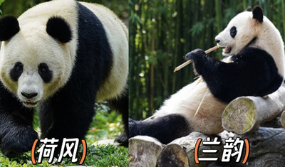 ジャイアントパンダ「ホーフォン」と「ランユン」 ウィーンのシェーンブルン動物園で一般公開