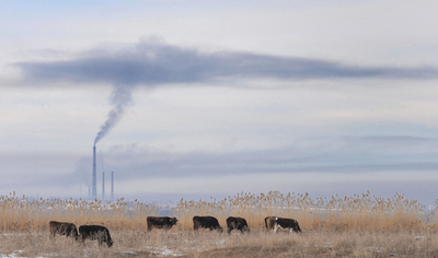 キルギスの冬、草を食む牛