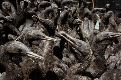 見捨てられた海鳥のひな千数百羽、南ア保護施設で成長中