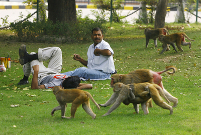 インド、サルに襲われ女性重傷
