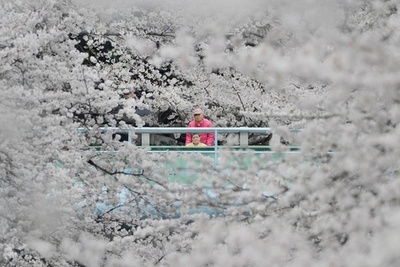桜満開の都内、お花見は最高潮