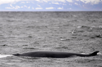 ミンククジラの「激しい」捕食行動を解明、国際研究