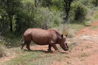 密猟被害で30回手術受けたサイ、野生に 南ア