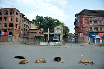 生後3時間の新生児、病院で犬の群れに襲われ死亡 インド
