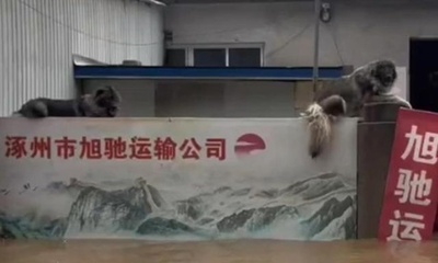 中国河北の洪水で浸水した家を守る忠犬、救助隊が食べ物を与える