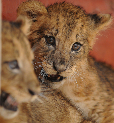 母親失った双子の赤ちゃんライオン、乱開発の被害者 ケニア