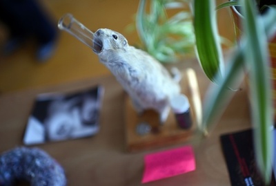 小動物の剥製を作品に、オランダの若手芸術家