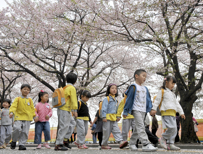 ソウルの桜も満開、桜並木を散歩する子どもたち 韓国