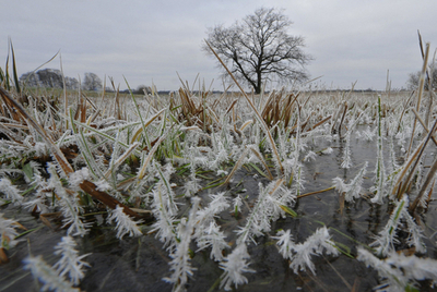 樹氷ならぬ「草氷」、ドイツの白銀の世界