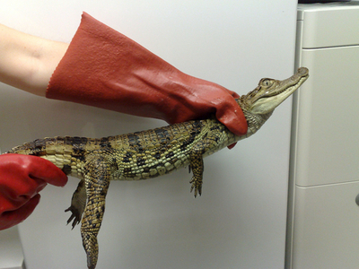 荷物検査でバッグから出てきたのは生きたワニ、ノルウェー