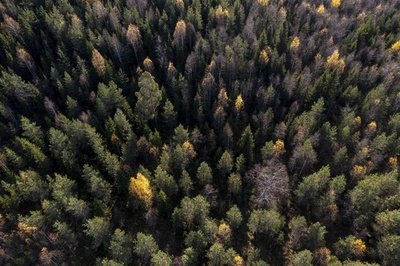 北極圏に広がる北方林に温暖化の脅威