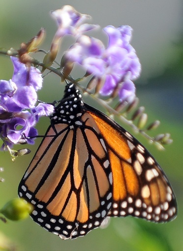 オオカバマダラの大移動、除草剤の多用が脅威に メキシコ専門家
