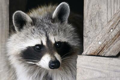 酒店に侵入のアライグマ 「飲みすぎ」で大の字に 米国